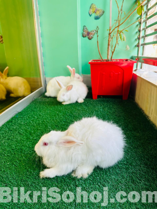 Giant Angora Mix